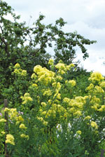 Василистник жёлтый (Thalictrum flavum)